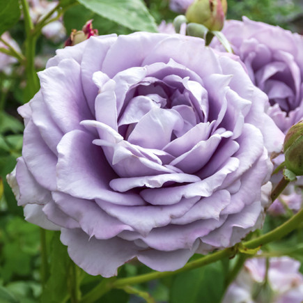 Róża Wielkokwiatowa Herbaciana Blue Queen