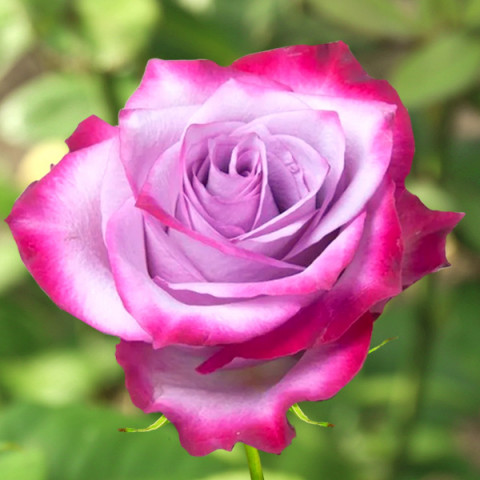 Róża Wielkokwiatowa Herbaciana Blue River