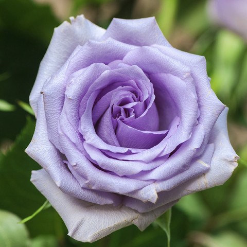 Róża Wielkokwiatowa Herbaciana Blue Wonder