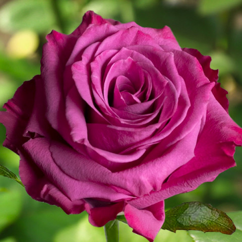 Róża Wielkokwiatowa Herbaciana Blueberry