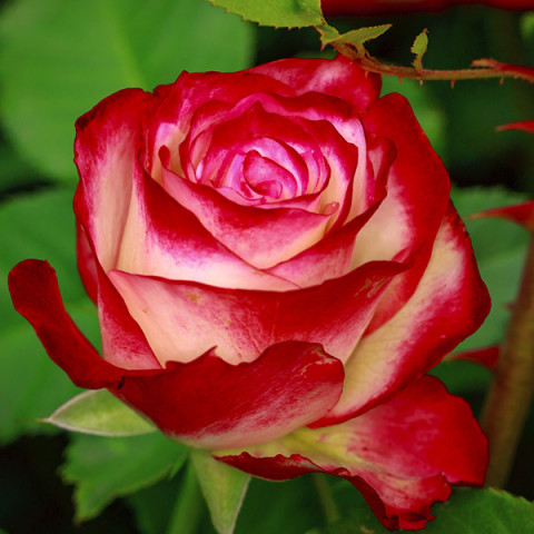 Róża Wielkokwiatowa Herbaciana Blush