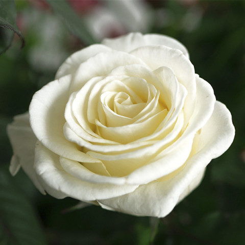 Róża Wielkokwiatowa Herbaciana Boeing