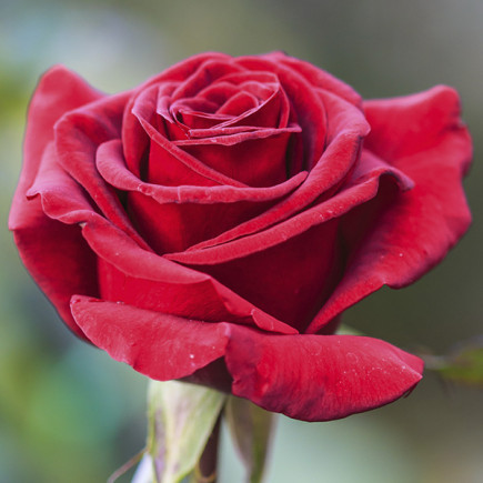 Róża Wielkokwiatowa Herbaciana Burgund