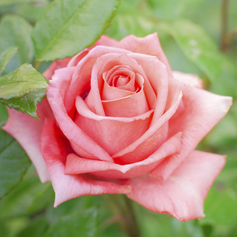Róża Wielkokwiatowa Herbaciana Carina