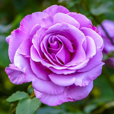 Róża Wielkokwiatowa Herbaciana Charles De Gaulle