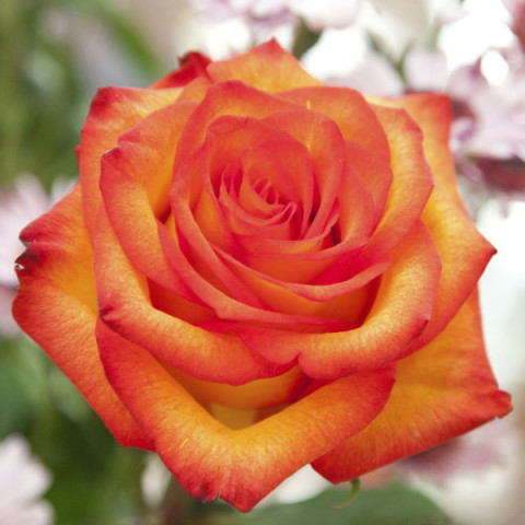 Róża Wielkokwiatowa Herbaciana Confetti