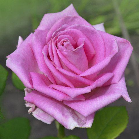 Róża Wielkokwiatowa Herbaciana Cool Water