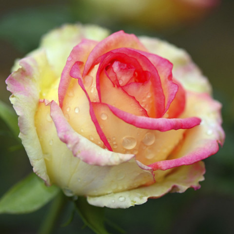 Róża Wielkokwiatowa Herbaciana Dancing Queen