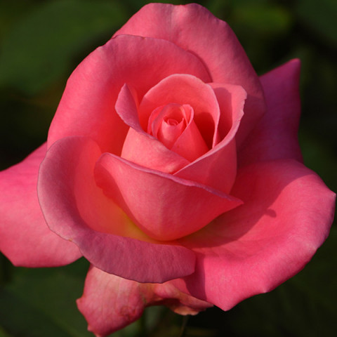 Róża Wielkokwiatowa Herbaciana Dolce Vita