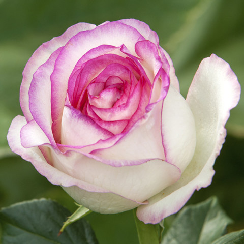 Róża Wielkokwiatowa Herbaciana Dolce Vita New