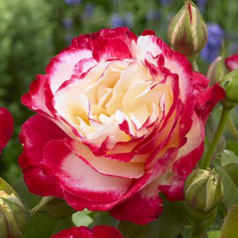 Róża Wielkokwiatowa Herbaciana Double Delight