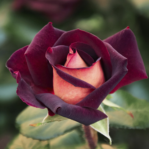 Róża Wielkokwiatowa Herbaciana Eddy Mitchell
