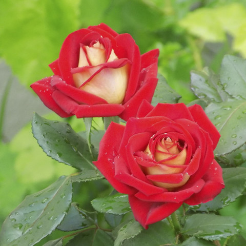 Róża Wielkokwiatowa Herbaciana French