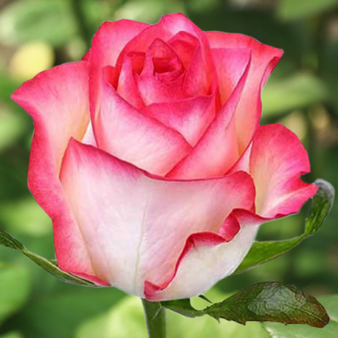 Róża Wielkokwiatowa Herbaciana Jumilia