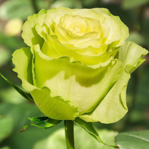 Róża Wielkokwiatowa Herbaciana Kiwi