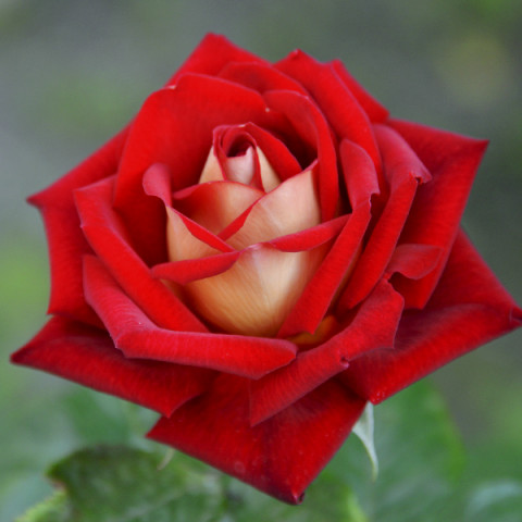 Róża Wielkokwiatowa Herbaciana Kronenbourg