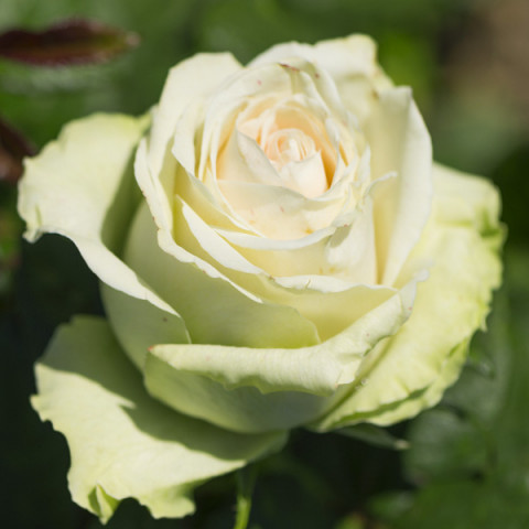 Róża Wielkokwiatowa Herbaciana La Perla