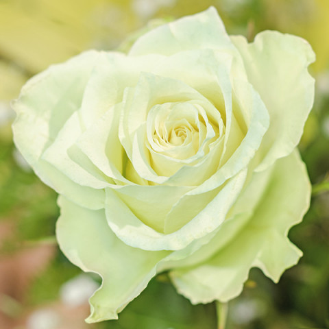 Róża Wielkokwiatowa Herbaciana Magadi