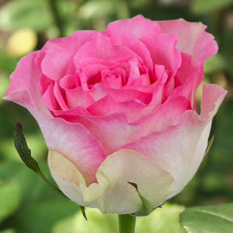 Róża Wielkokwiatowa Herbaciana Malibu