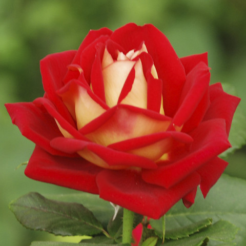 Róża Wielkokwiatowa Herbaciana New Fashion