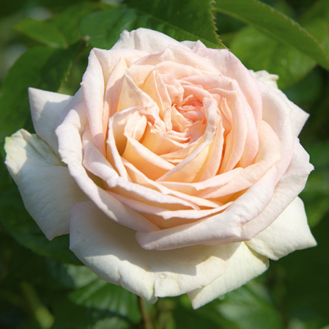 Róża Wielkokwiatowa Herbaciana Penny Lane