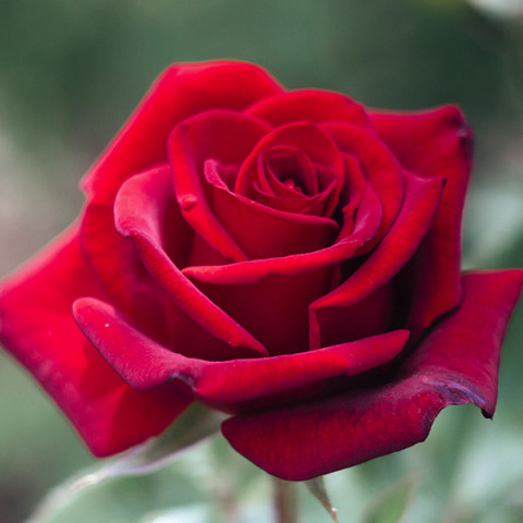 Róża Wielkokwiatowa Herbaciana Royal Williams