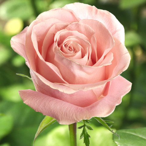 Róża Wielkokwiatowa Herbaciana Sophie Loren