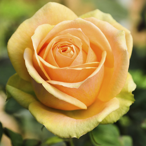 Róża Wielkokwiatowa Herbaciana Versilia