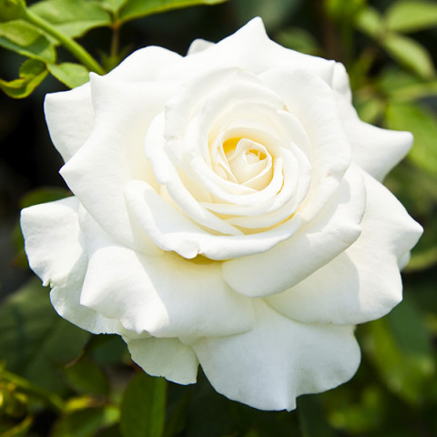 Róża Wielkokwiatowa Herbaciana Biała