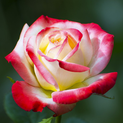 Róża Wielkokwiatowa Herbaciana Biało-Czerwona