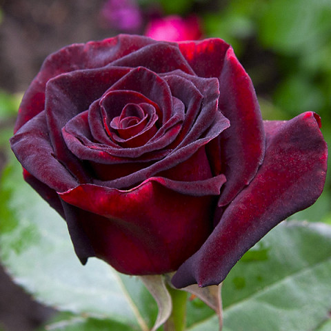 Róża Wielkokwiatowa Herbaciana Bordowa
