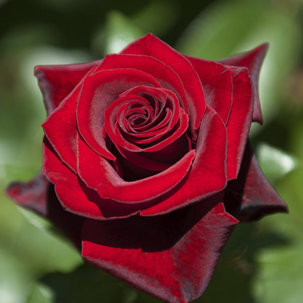 Róża Wielkokwiatowa Herbaciana Ciemnoczerwona