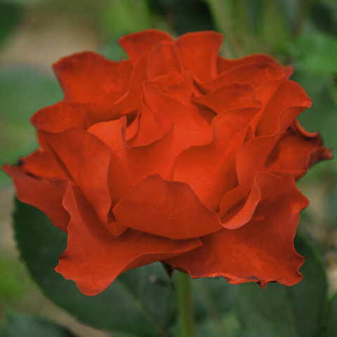 Róża Wielkokwiatowa Herbaciana Ciemnopomarańczowa