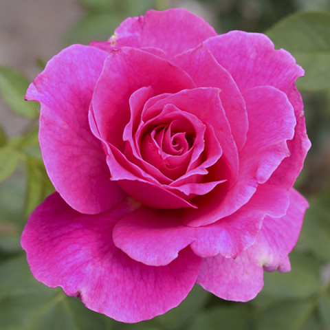 Róża Wielkokwiatowa Herbaciana Ciemnoróżowa