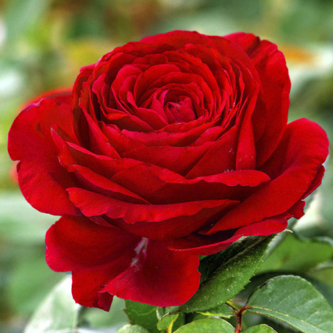 Róża Wielkokwiatowa Herbaciana Czerwona