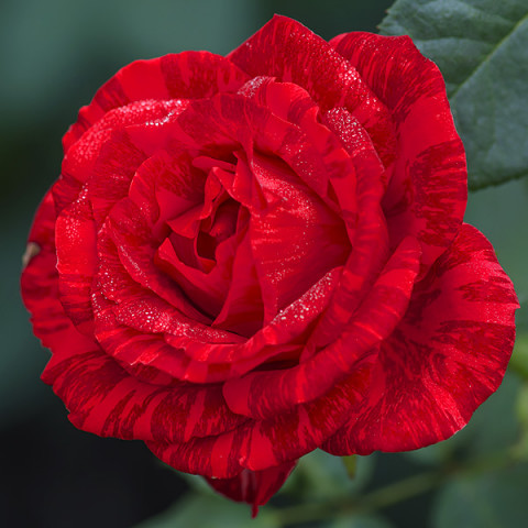 Róża Wielkokwiatowa Herbaciana Czerwona (w paski)