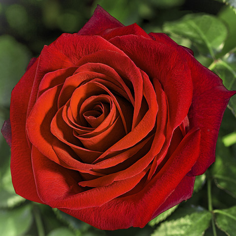 Róża Wielkokwiatowa Herbaciana Czerwono-Brązowa