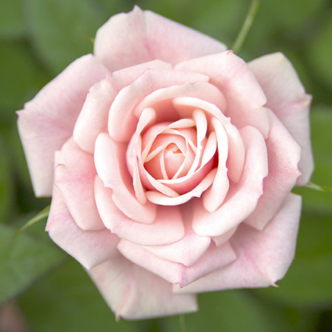 Róża Wielkokwiatowa Herbaciana Jasnoróżowa