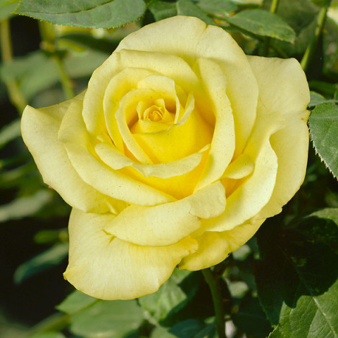 Róża Wielkokwiatowa Herbaciana Jasnożółta