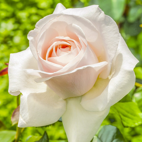 Róża Wielkokwiatowa Herbaciana Kremowa
