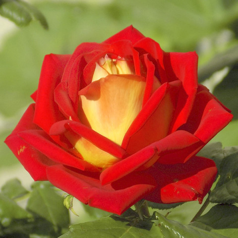 Róża Wielkokwiatowa Herbaciana Kremowo-Czerwona