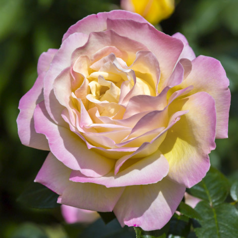 Róża Wielkokwiatowa Herbaciana Kremowo-Różowa