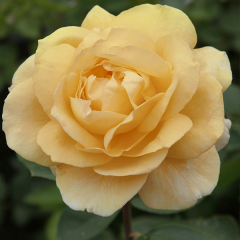 Róża Wielkokwiatowa Herbaciana Morelowa