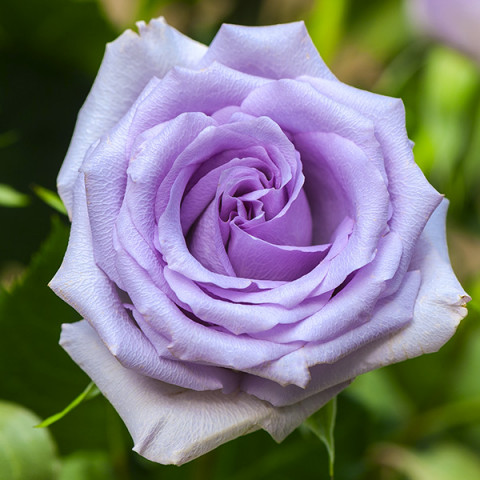 Róża Wielkokwiatowa Herbaciana Niebieska
