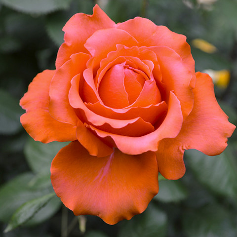 Róża Wielkokwiatowa Herbaciana Pomarańczowa