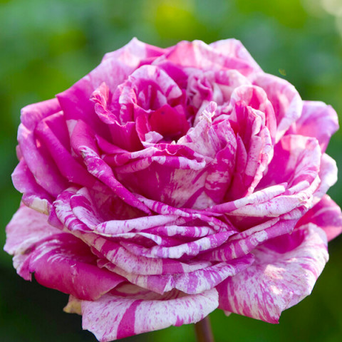 Róża Wielkokwiatowa Herbaciana Różowa (w paski)