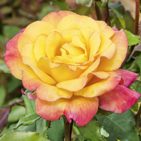 Róża Wielkokwiatowa Herbaciana Żółto-Różowa