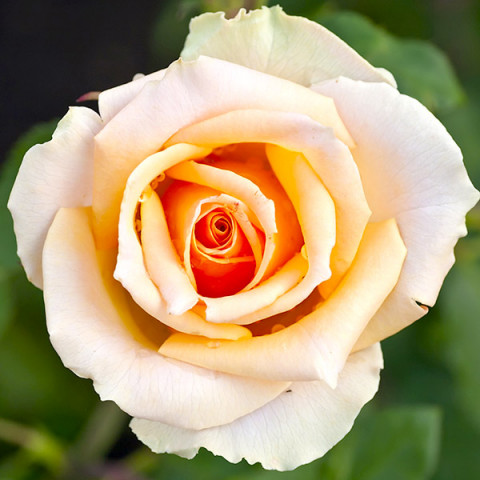 Róża Wielkokwiatowa Herbaciana Brzoskwiniowa