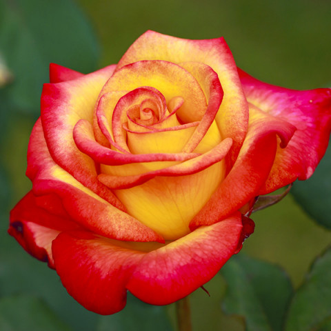 Róża Wielkokwiatowa Herbaciana Czerwono-Żółta