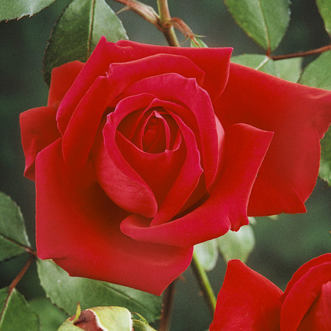 Róża Wielkokwiatowa Herbaciana Mr.Lincoln